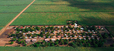SUGAR CANE MALICE / MAL DE CAÑA
