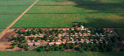 SUGAR CANE MALICE / MAL DE CAÑA